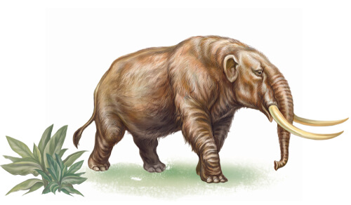 mastodonte asier
