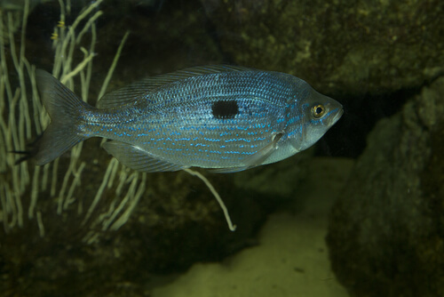 La menola: un pez que vive en los fondos rocosos