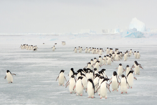 Migración de los pingüinos