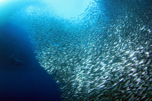 La migración de las sardinas, ¿de qué se trata?