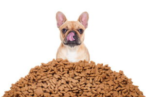 Cómo calcular mejor las porciones de comida de tu perro