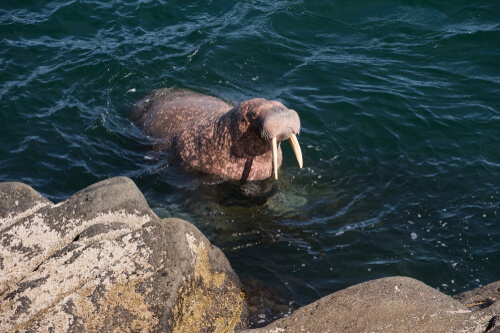 Morsa del Pacífico (Odobenus rosmarus divergens)