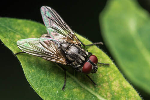 Los ojos de la mosca envían actualizaciones a su cerebro.