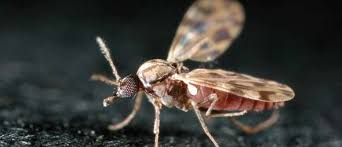 Mosquito Culicoides