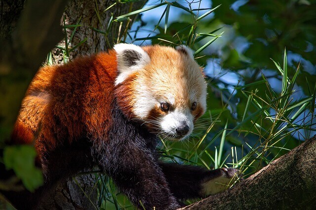 Oso panda rojo: comportamiento y hábitat