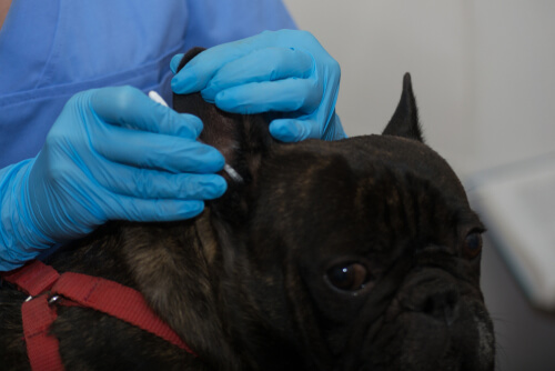 Otitis por levaduras en perros