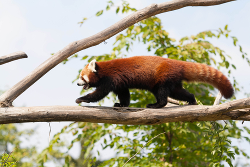 Panda rojo en un árbol