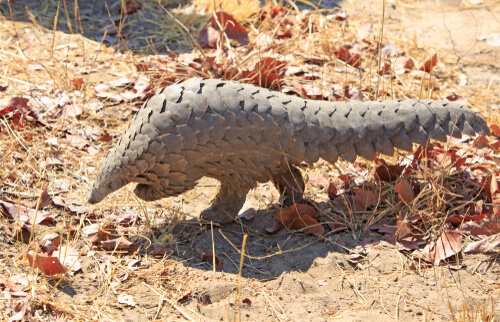 A pangolin walking.