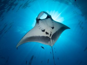 La mantarraya, bella y misteriosa