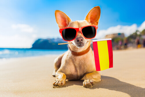 Perro con bandera de España representa al Derecho Animal
