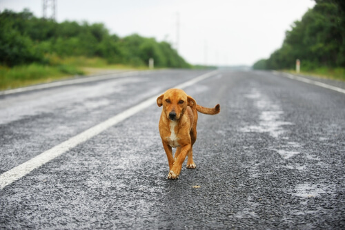 Perro deambulando por la carretera