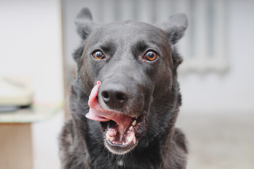 ¿Por qué tu perro se lame la boca?
