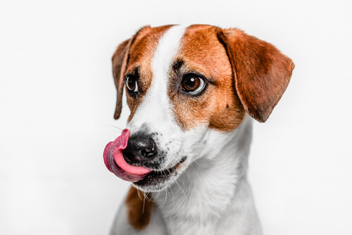 Perro relamiéndose