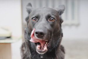 ¿Por qué mi perro se lame la boca?