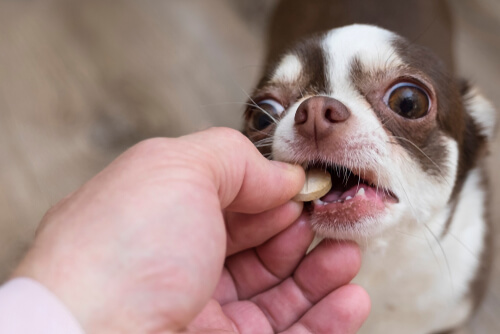Perro tomando melatonina