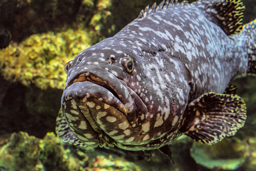 El pez guato: características y hábitat