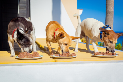Porciones de comida de tu perro