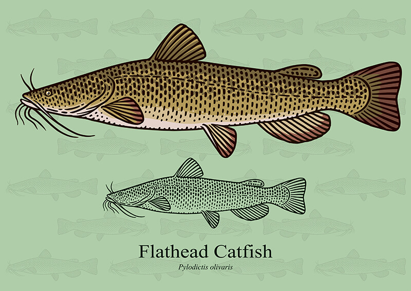 Pylodictis olivaris