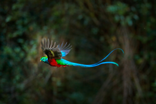 Ave quetzal volando en la selva.
