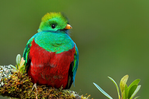 El quetzal: una hermosa ave misteriosa