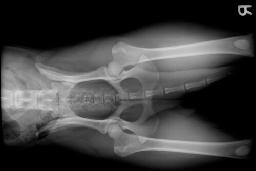 Radiografía de la pelvis en perros