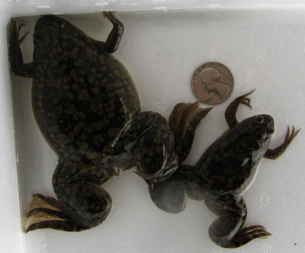 La diferencia de tamaño entre la rana de uñas africana hembra y macho es muy grande