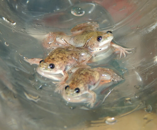 Ranas Xenopus