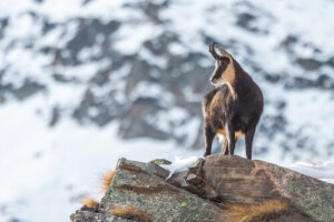 El rebeco: alimentación y costumbres