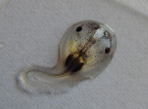 Renacuajo de Xenopus