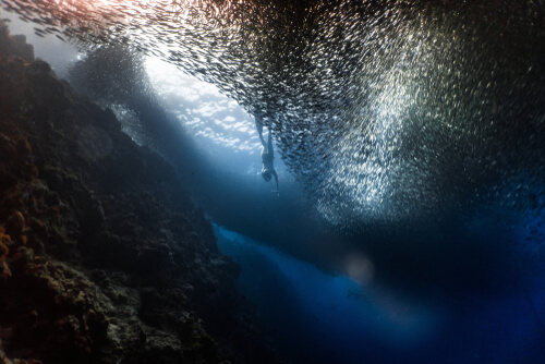 Sardinas en un acantilado