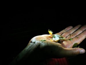 ¿Qué es la tanatosis?