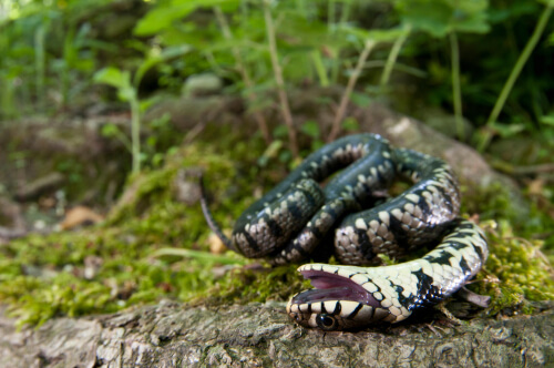 Tanatosis en una serpiente