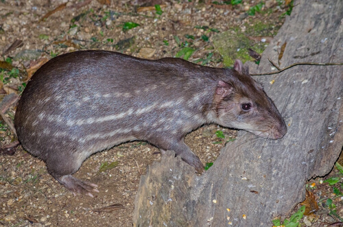 Tepezcuintle, un roedor cuyo nombre significa 'perro de montaña'
