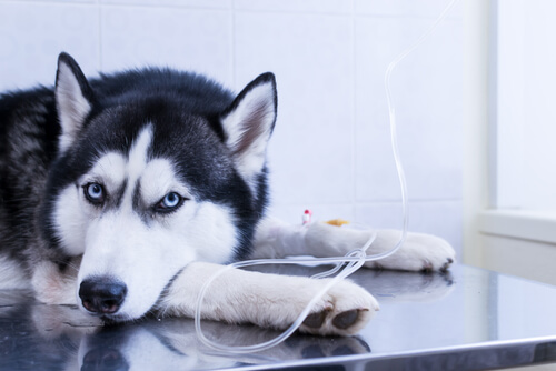 Tratamiento de enfermedad renal en un perro