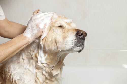Hond wordt gewassen