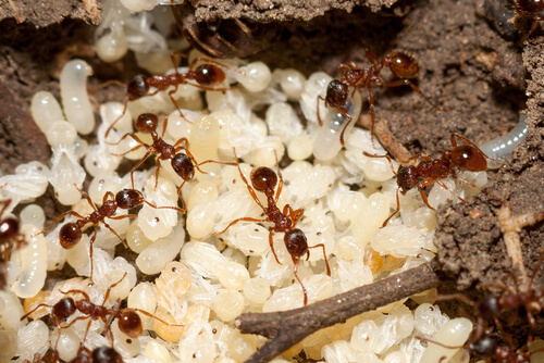 Trofolaxis en hormigas