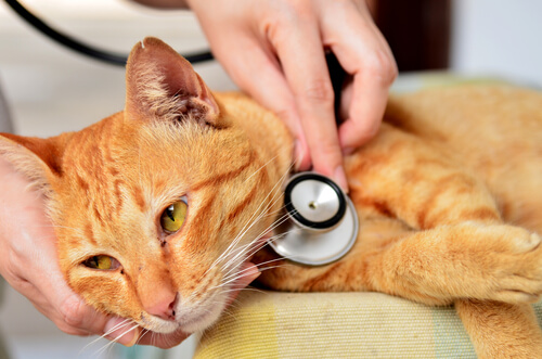 Veterinario examina a un gato