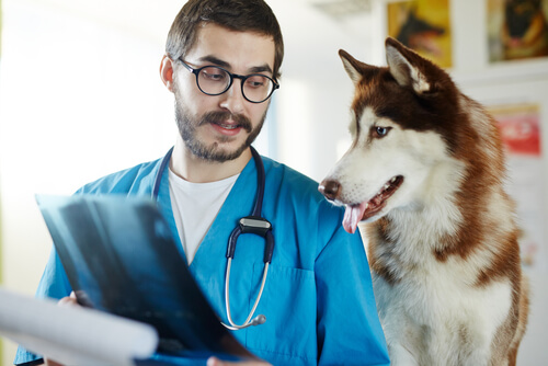 Veterinario enseña radiografía a husky siberiano