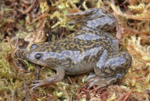 Xenopus: el género de las ranas carnívoras