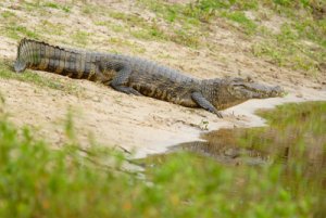 Principales características del yacaré negro