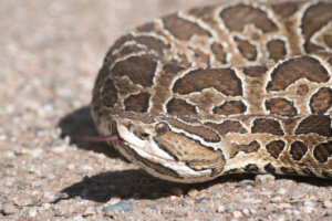La yarará común: características y hábitat