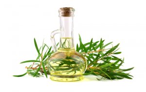5 beneficios del aceite del árbol de té en perros