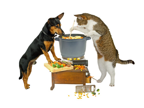 Alimentación vegana en perros y gatos