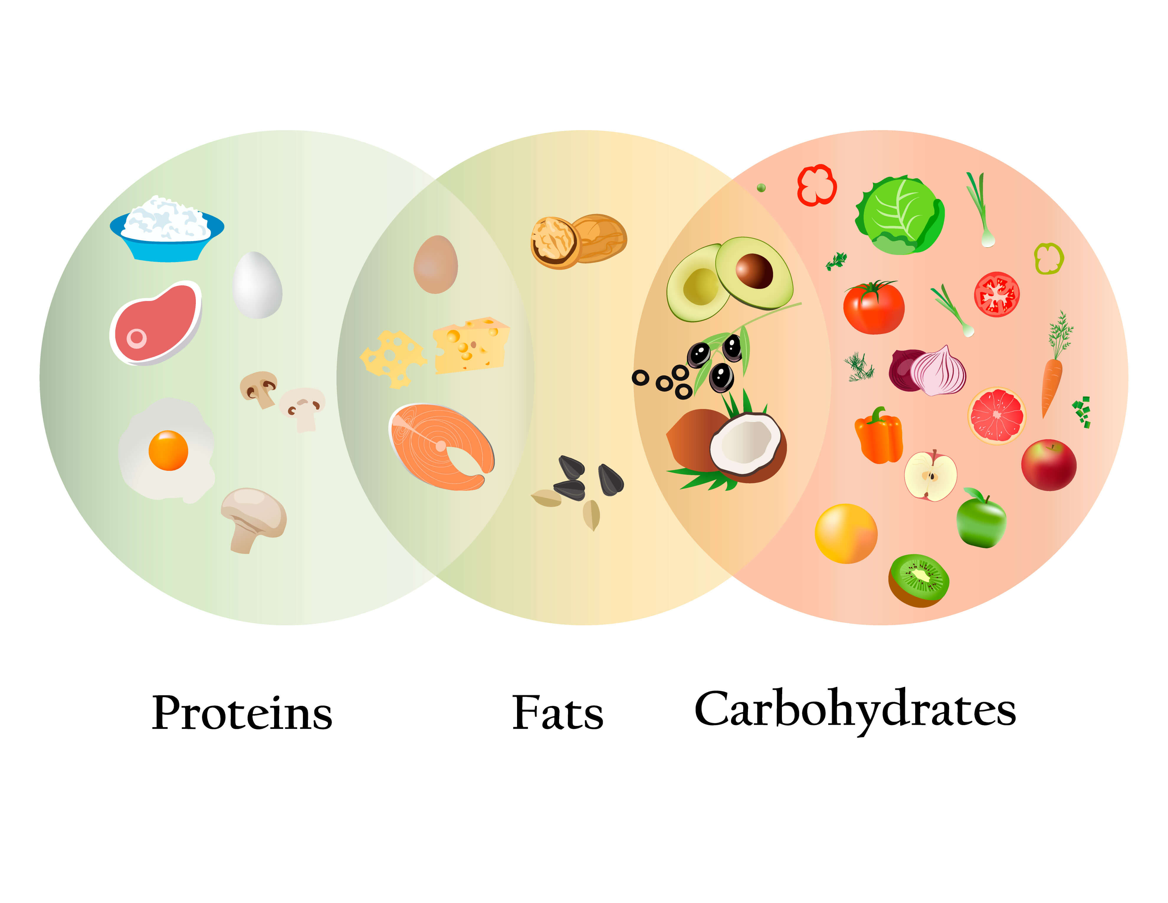 Alimentos que contienen proteínas, grasas y carbohidratos