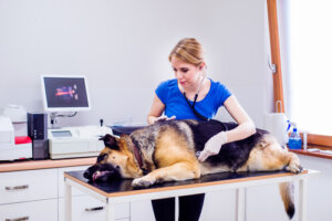 7 remedios naturales para ayudar a tu perro en la digestión