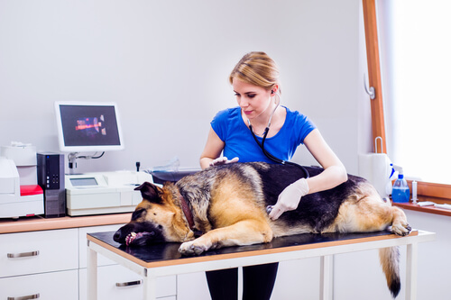 Ayudar a tu perro en la digestión llevándolo al veterinario