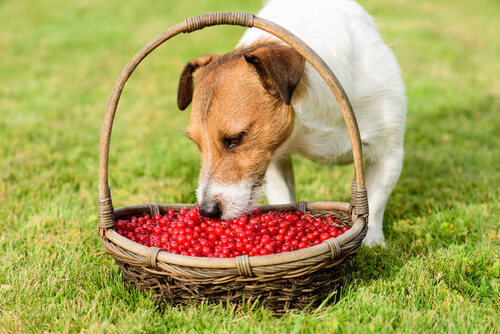 Bayas de goji para los perros