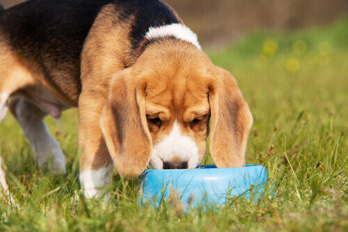 Beagle comiendo