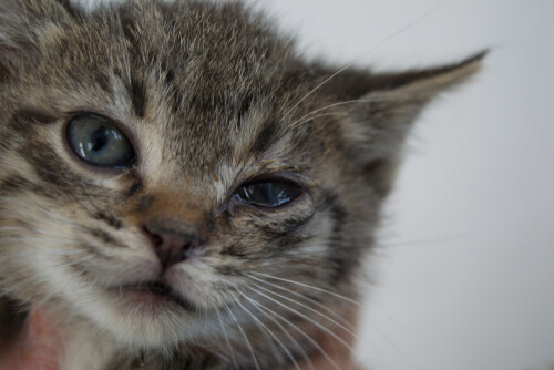 Blefaritis en gatos: síntomas y tratamiento