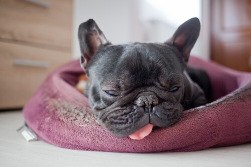 Bulldog durmiendo en su cama.